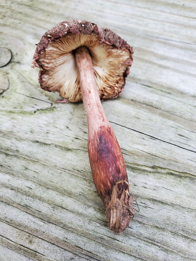 reddening lepiota · July 2026 · photo: Photo: no rights reserved · iNaturalist