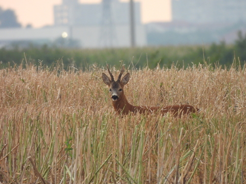 Western Roe Deer