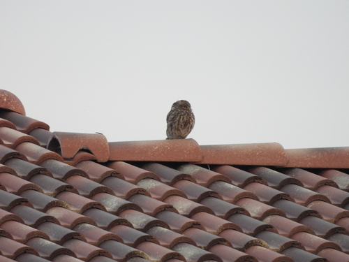 Little Owl