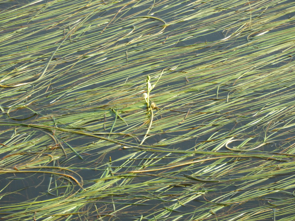 Sparganium angustifolium; photograph (c) Santiago Martín-Bravo, some rights reserved (CC BY)