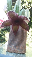 Stapelia grandiflora