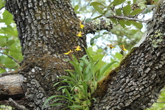 Oncidium reflexum