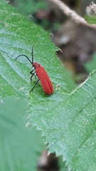 Lopheros rubens