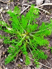 Tripleurospermum inodorum