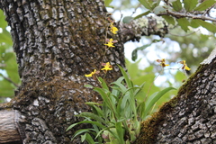 Oncidium reflexum