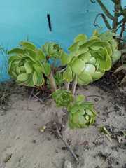 Aeonium