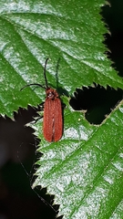 Lopheros rubens