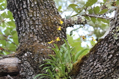 Oncidium reflexum