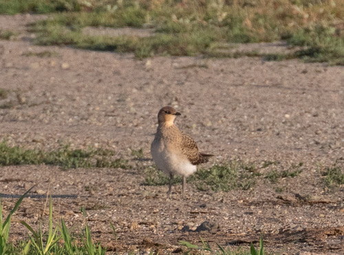 iNaturalist image