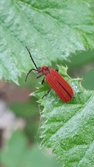 Lopheros rubens