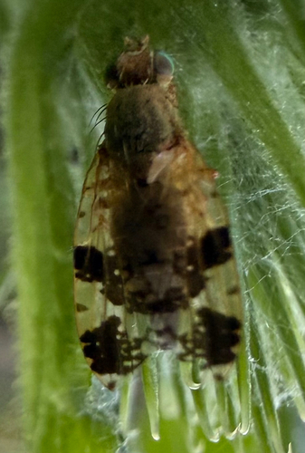 Burdock Fly