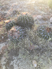 Ferocactus viridescens