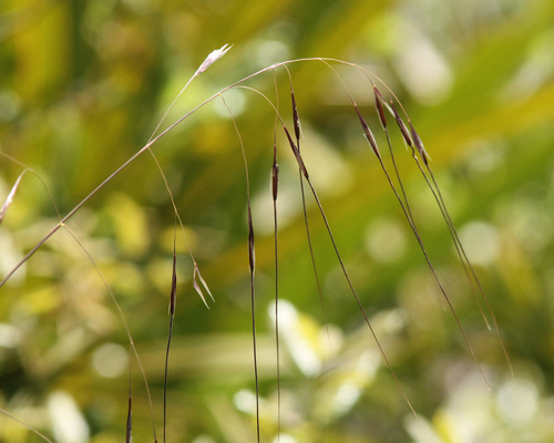 Florida speargrass (Piptochaetium avenacioides)