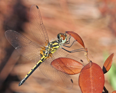 Celithemis ornata