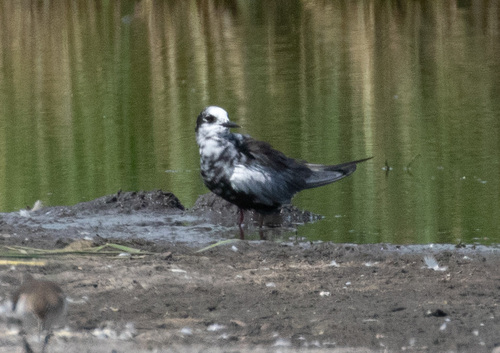 iNaturalist image