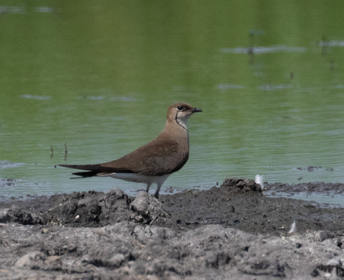 iNaturalist image