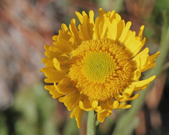Helenium pinnatifidum