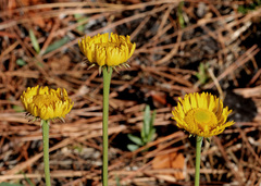 Helenium pinnatifidum