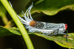 Lystra pulverulenta