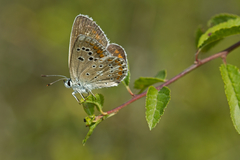 Polyommatus dorylas