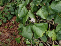 Hedera colchica
