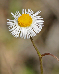 Erigeron quercifolius