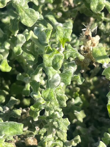 Helichrysum patulum, photograph 5