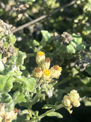 Helichrysum patulum, photograph (c) safiyyah hattas, some rights reserved (CC BY)