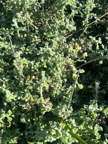 Helichrysum patulum, photograph 6