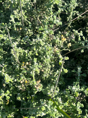 Helichrysum patulum, photograph (c) safiyyah hattas, some rights reserved (CC BY)
