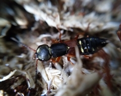 Staphylinus erythropterus