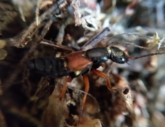 Staphylinus erythropterus