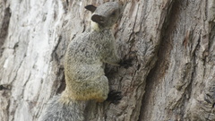 Sciurus stramineus