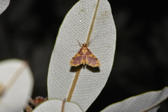 Conogethes haemactalis