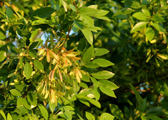 Melioides