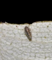 Xestocephalini