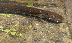 Siren intermedia