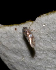 Xestocephalini