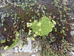 Saxifraga muscoides