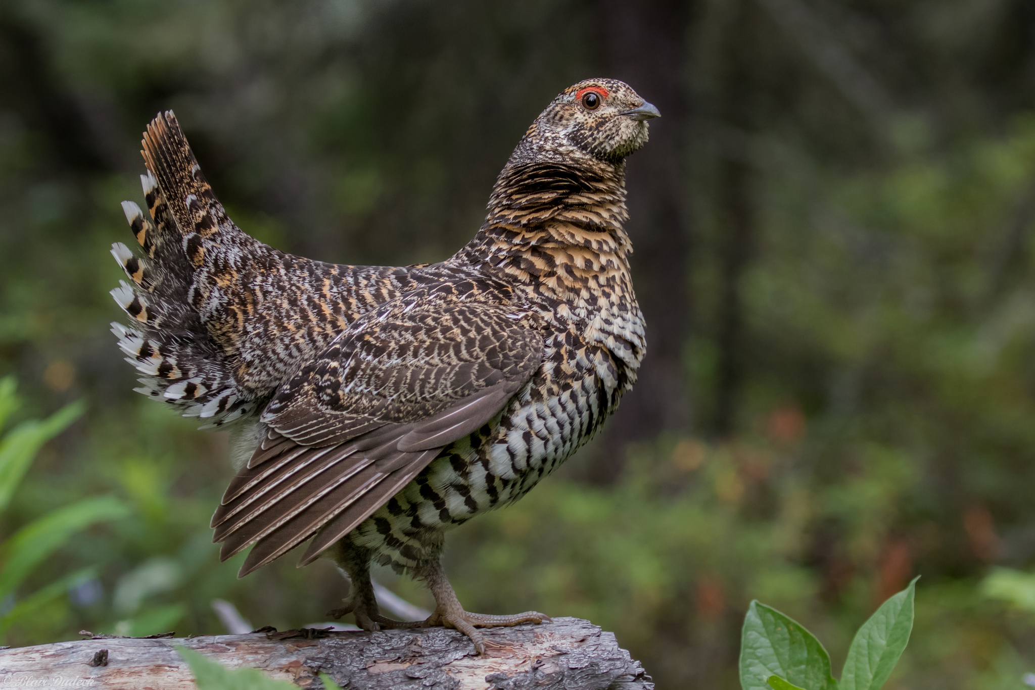Spruce Grouse (Canachites canadensis)