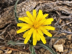Nothocalais troximoides