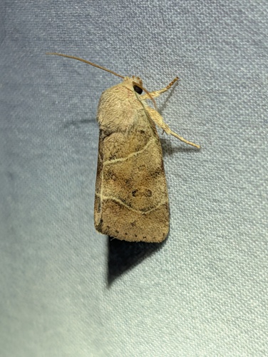 American Dun-bar Moth photo 6