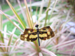 Rhyothemis variegata