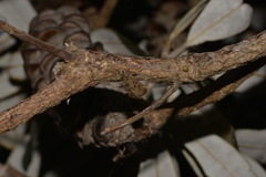 Achyra affinitalis