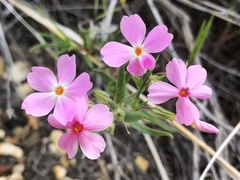 Phlox longifolia