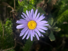 Felicia echinata, photograph (c) safiyyah hattas, some rights reserved (CC BY)