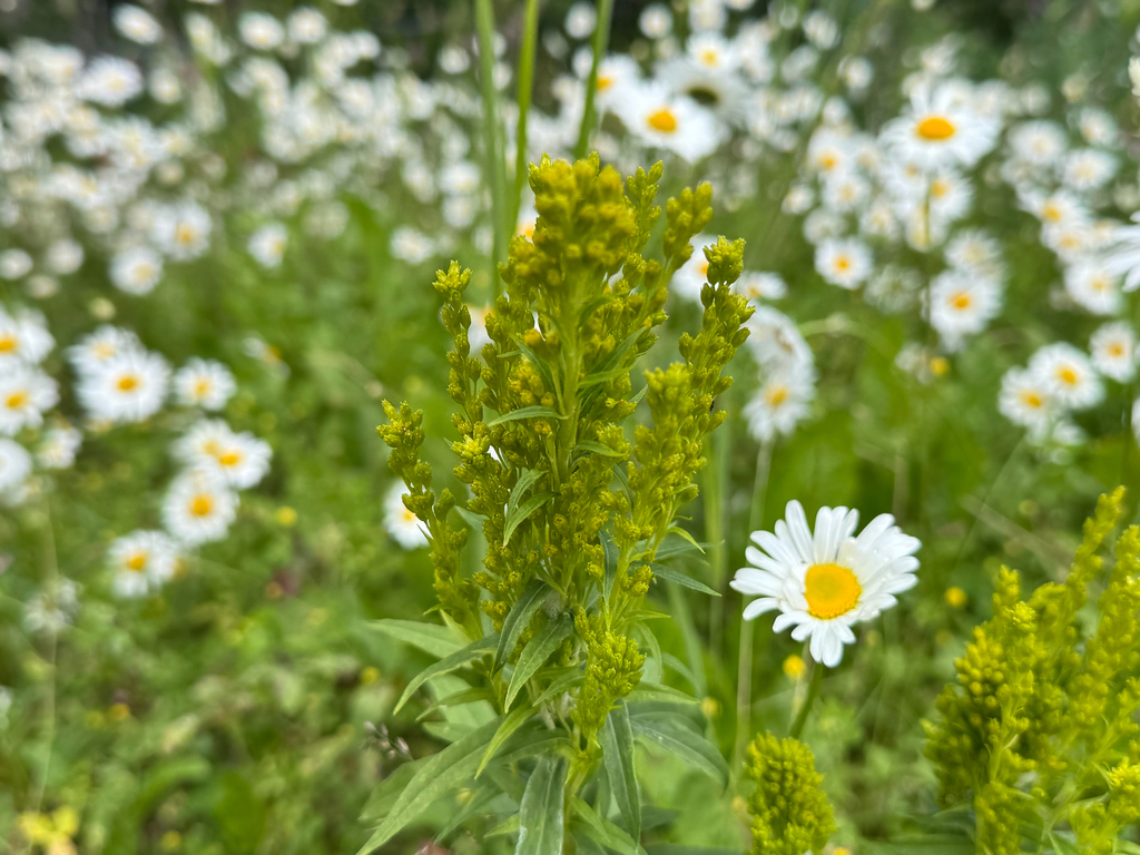 Solidago lepida; photograph (c) Jason Alexander, some rights reserved (CC BY)