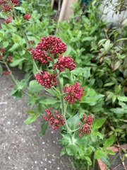 Centranthus ruber