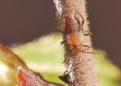 Symydobius oblongus