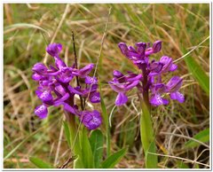 Anacamptis morio caucasica